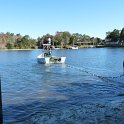 Manatees2010 (7)